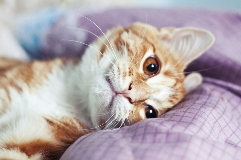 Orange Tabby Cat — Purple