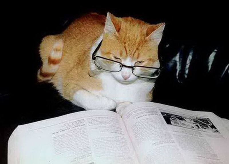 Orange Tabby Cat Reading