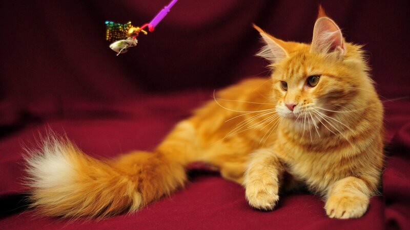 Orange Tabby Cat — Red, Calm, Photograph