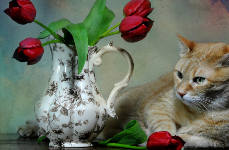 Orange Tabby Cat — Red, Calm
