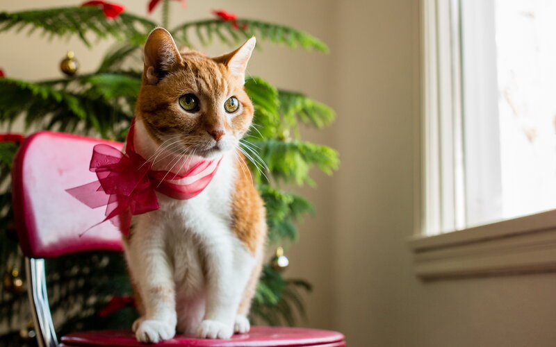 Orange Tabby Cat — Red, Calm, Winter