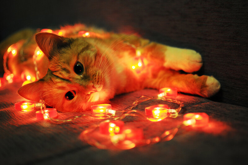 Orange Tabby Cat — Red, Cozy