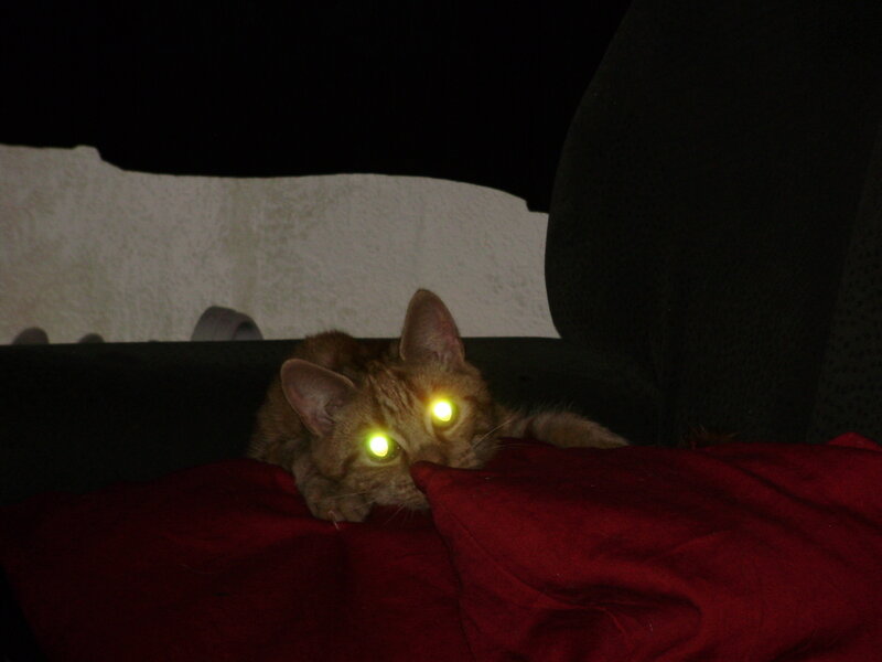 Orange Tabby Cat — Red, Dark