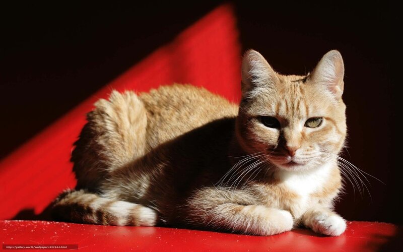 Orange Tabby Cat — Red, Dramatic, Afternoon