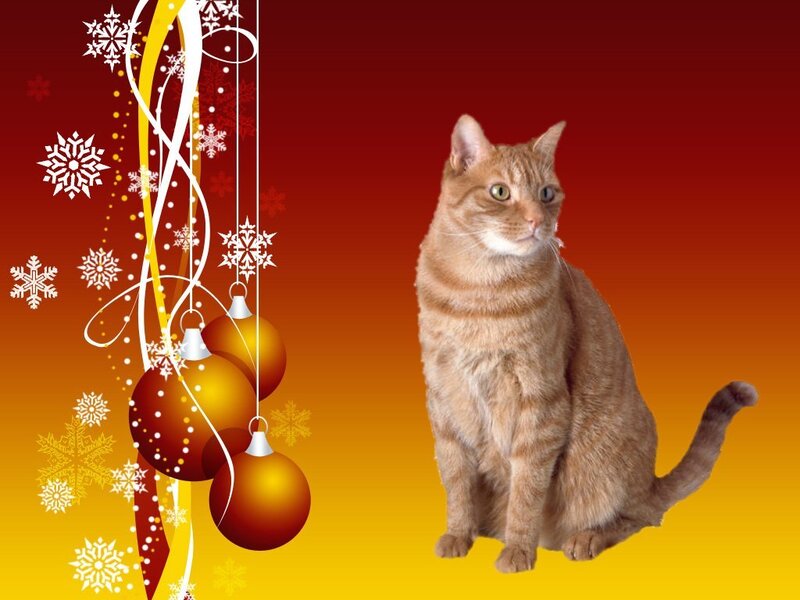 Orange Tabby Cat — Red, Festive