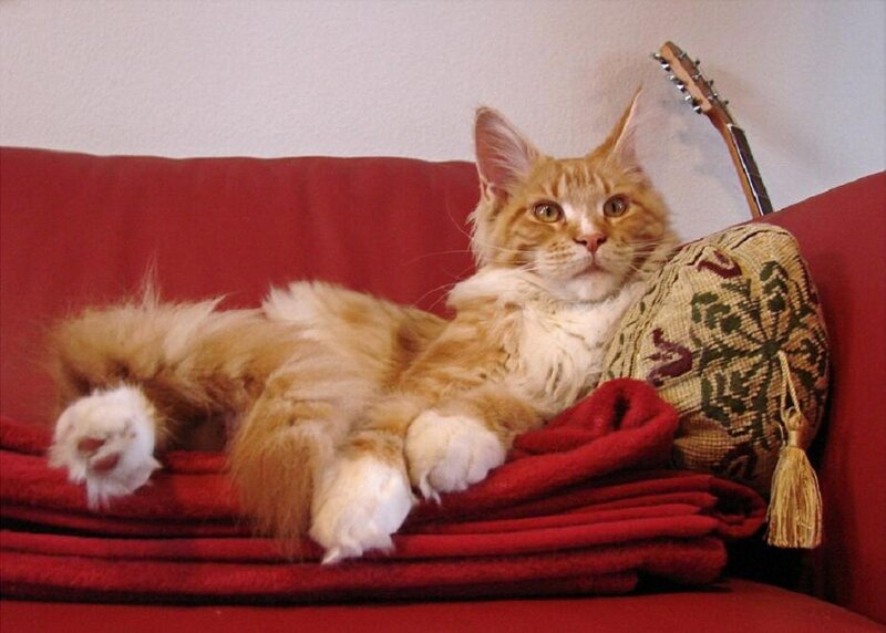 Orange Tabby Cat — Red, Relaxed, Photograph