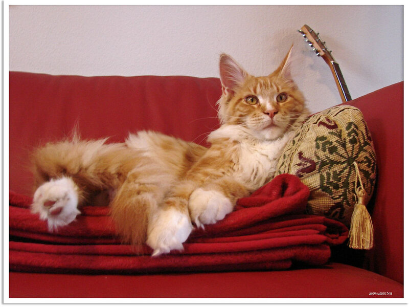 Orange Tabby Cat — Red, Relaxed