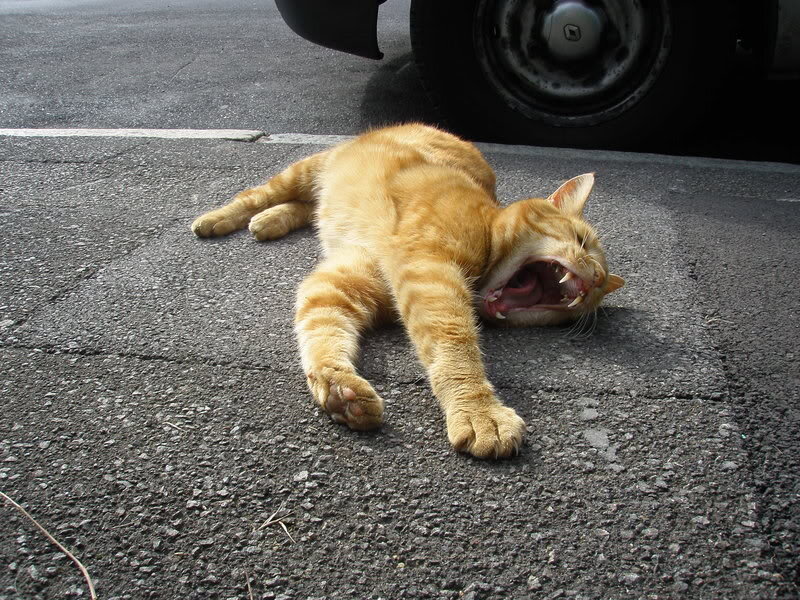 Orange Tabby Cat — Relaxed, Afternoon, Photograph, Asphalt