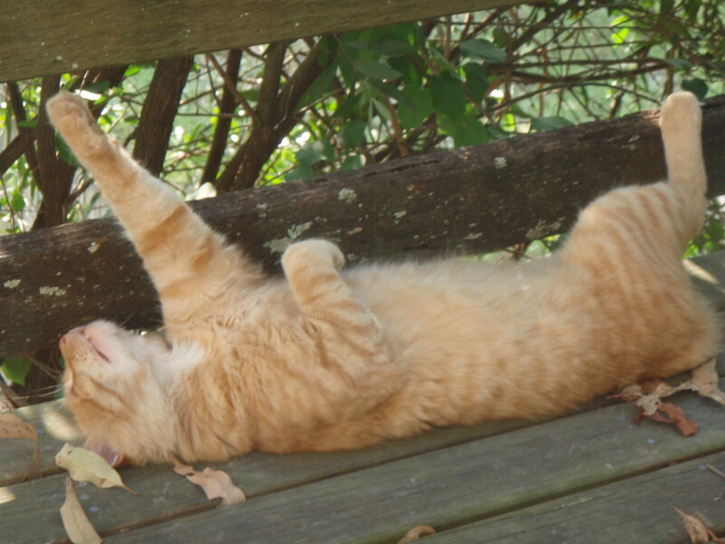 Orange Tabby Cat — Relaxed, Afternoon, Photograph, Bench