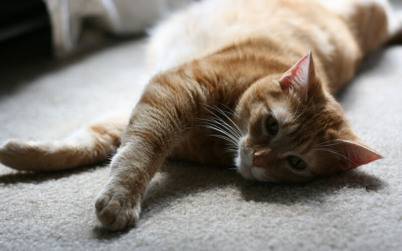 Orange Tabby Cat — Relaxed, Afternoon, Photograph, Carpet