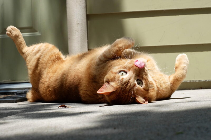 Orange Tabby Cat — Relaxed, Afternoon, Photograph, Door