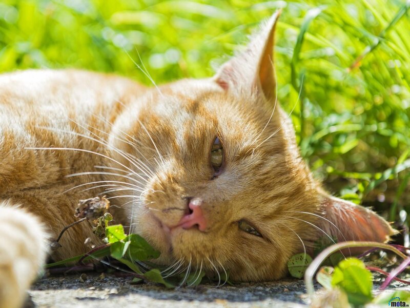 Orange Tabby Cat — Relaxed, Afternoon, Photograph, Grass, Pavement