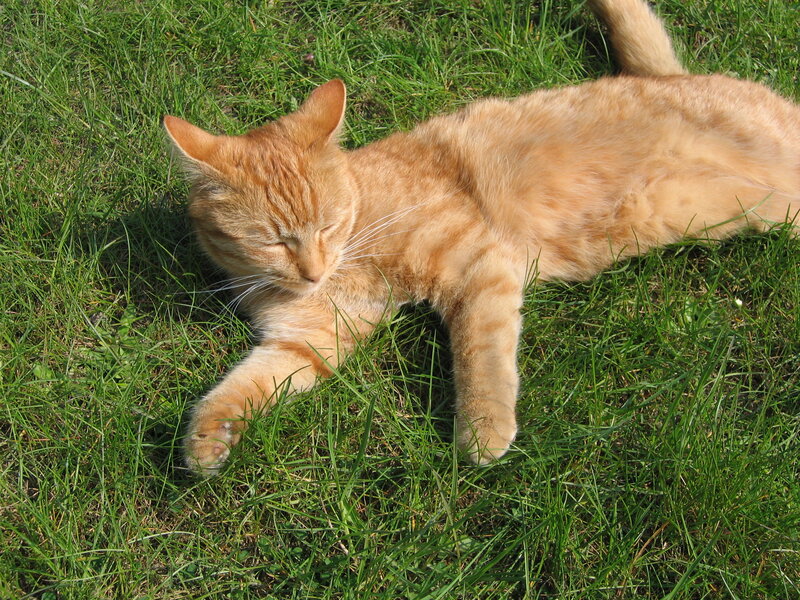 Orange Tabby Cat — Relaxed, Afternoon, Photograph, Grass