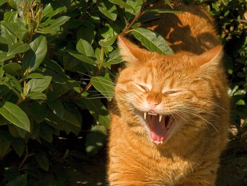 Orange Tabby Cat — Relaxed, Afternoon, Photograph, Green Leaves