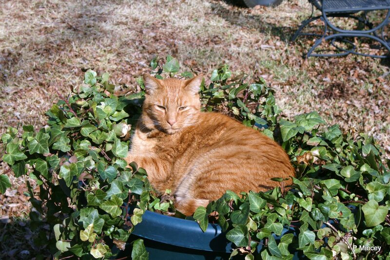 Orange Tabby Cat — Relaxed, Afternoon, Photograph, Ivy Plant