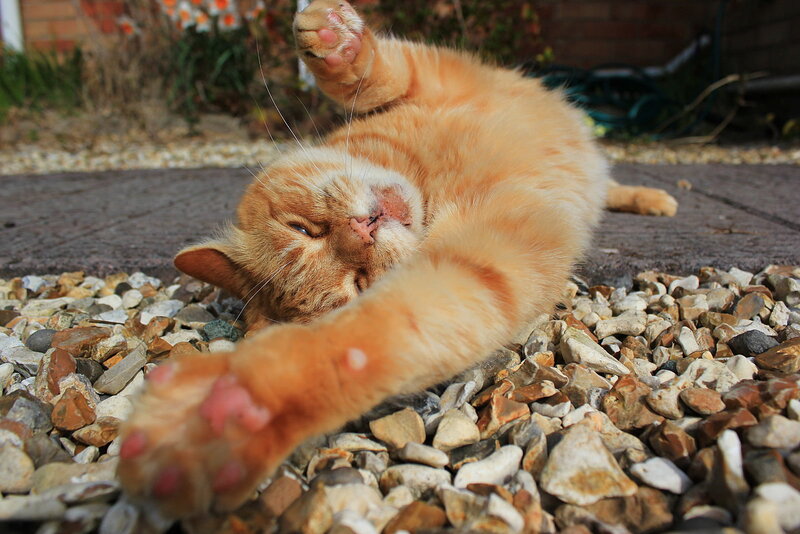 Orange Tabby Cat — Relaxed, Afternoon, Photograph, Pebbles