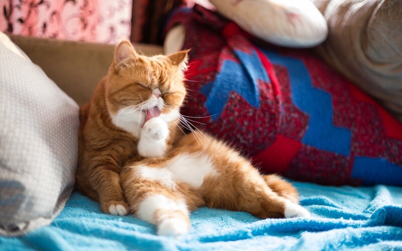 Orange Tabby Cat — Relaxed, Afternoon, Photograph, Pillows