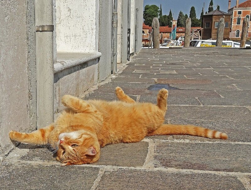 Orange Tabby Cat — Relaxed, Afternoon, Photograph, Stone Pavement
