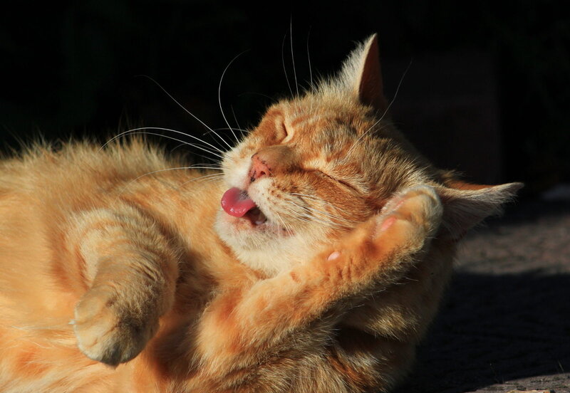 Orange Tabby Cat — Relaxed, Afternoon, Photograph, Sunlight