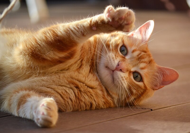 Orange Tabby Cat — Relaxed, Afternoon, Photograph, Wood Floor