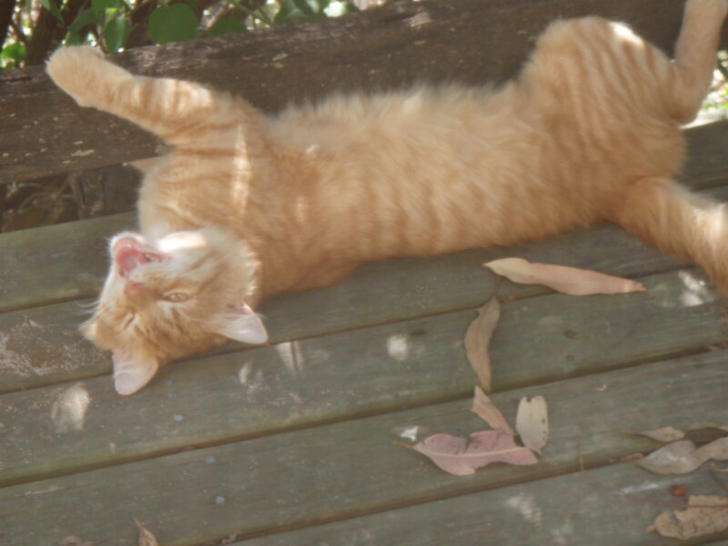 Orange Tabby Cat — Relaxed, Afternoon, Photograph, Wooden Bench