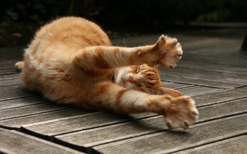 Orange Tabby Cat — Relaxed, Afternoon, Photograph, Wooden Deck, Paws, Brown, White