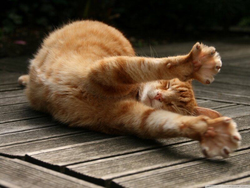 Orange Tabby Cat — Relaxed, Afternoon