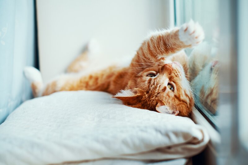 Orange Tabby Cat — Relaxed, Morning, Photograph
