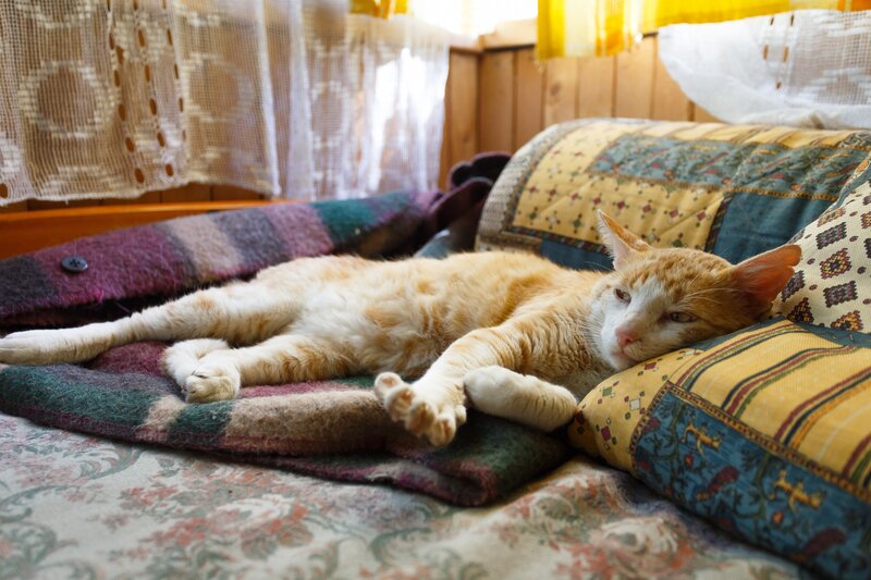 Orange Tabby Cat — Relaxed, Morning