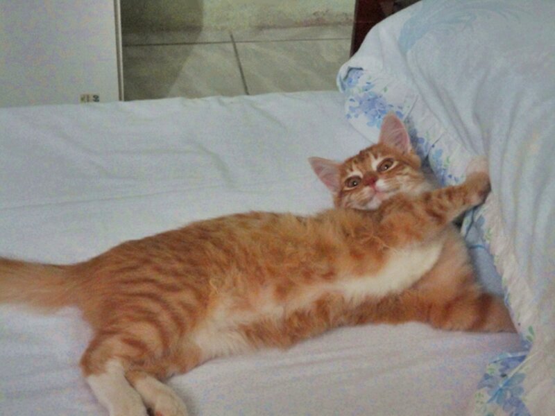 Orange Tabby Cat — Relaxed, Photograph, Bed, Pillow