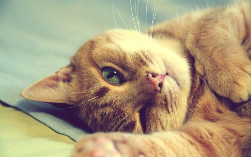 Orange Tabby Cat — Relaxed, Photograph, Bed