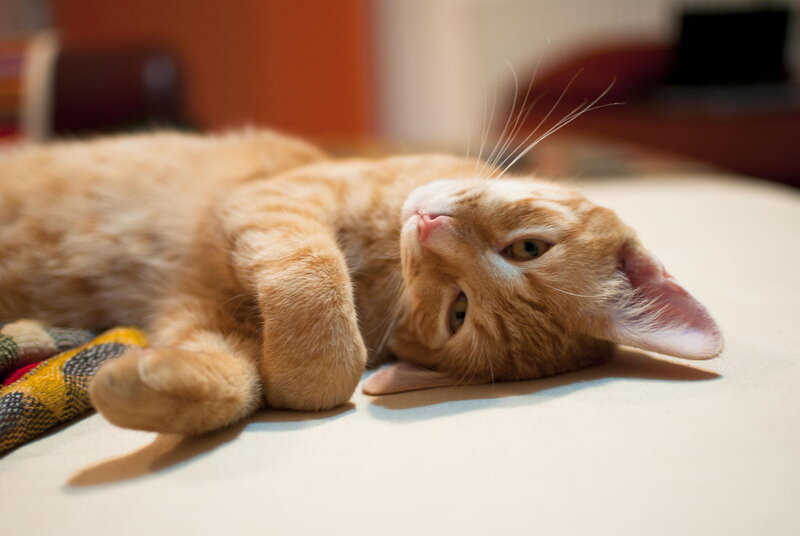 Orange Tabby Cat — Relaxed, Photograph, Blanket, Floor