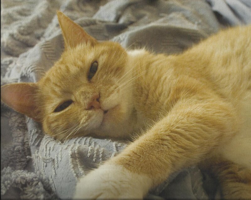 Orange Tabby Cat — Relaxed, Photograph, Blanket