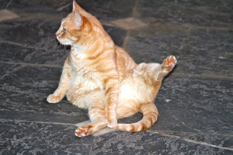 Orange Tabby Cat — Relaxed, Photograph, Floor