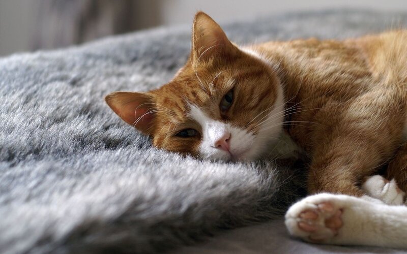 Orange Tabby Cat — Relaxed, Photograph, Gray Blanket