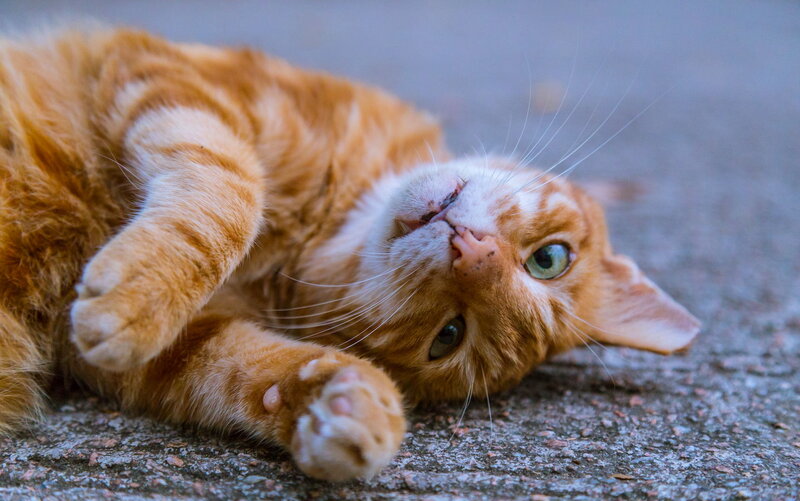 Orange Tabby Cat — Relaxed, Photograph, Paw