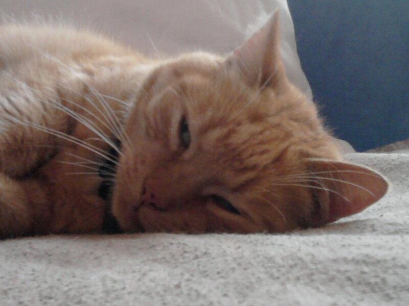 Orange Tabby Cat — Relaxed, Photograph, Pillow