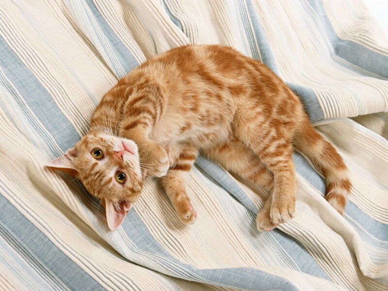 Orange Tabby Cat — Relaxed, Photograph