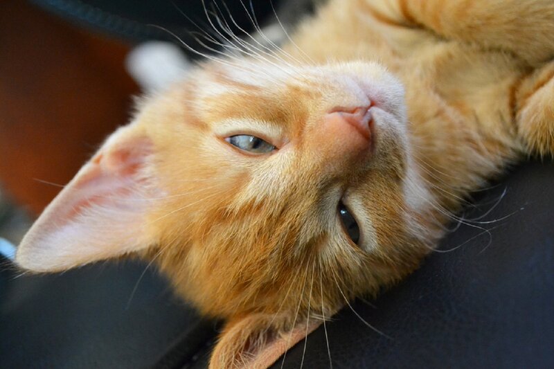 Orange Tabby Cat — Relaxed, Photograph, Whiskers