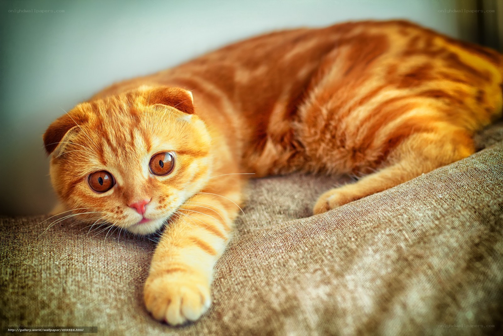 Orange tabby cat resting