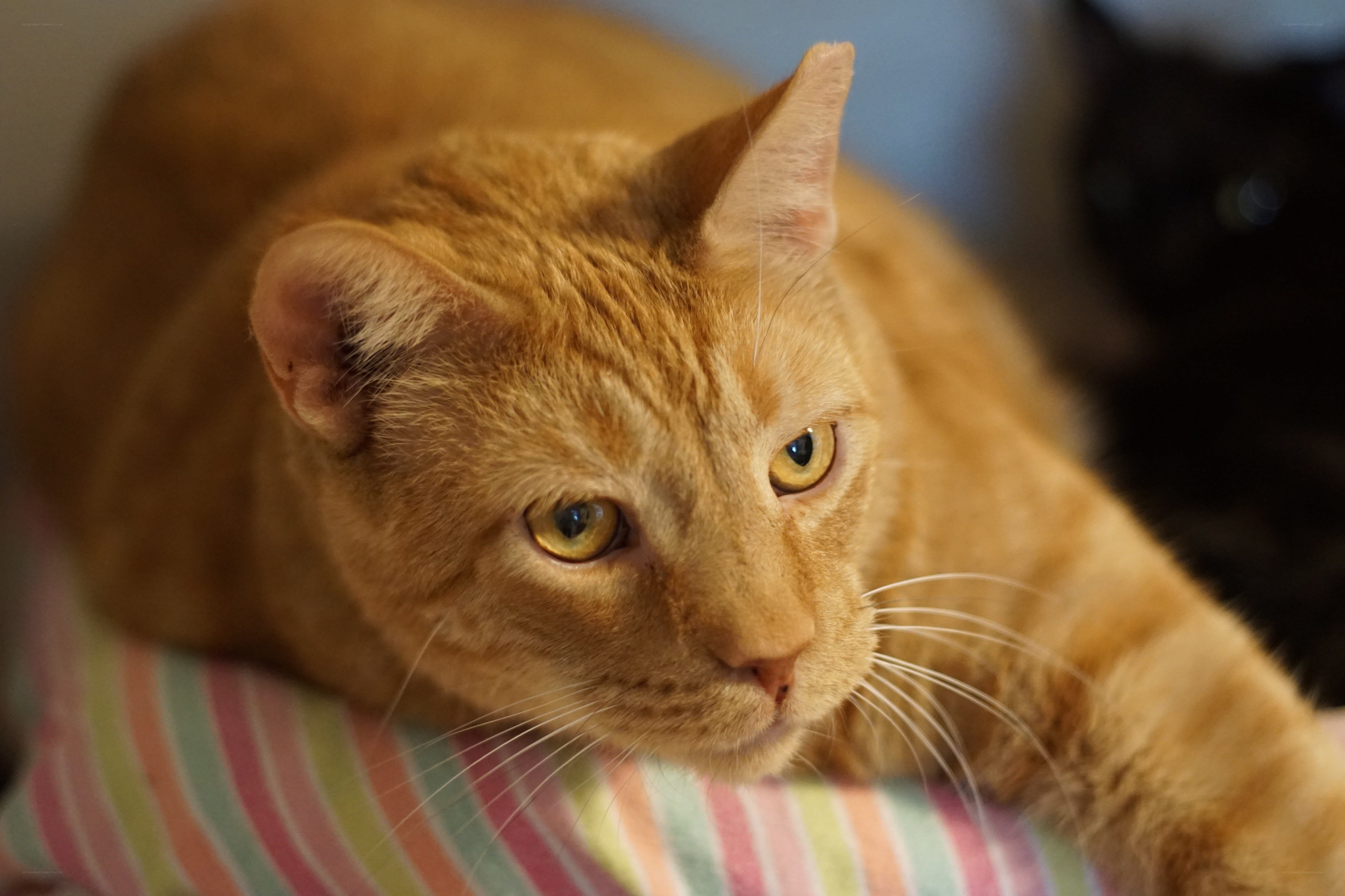 orange tabby cat resting