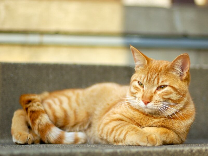 orange tabby cat resting
