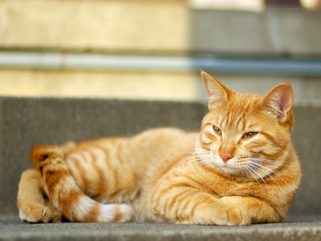 orange tabby cat resting