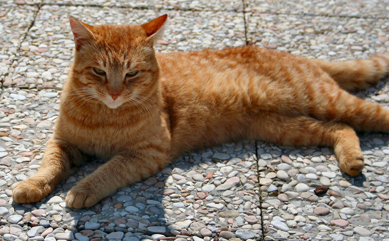 Orange tabby cat resting