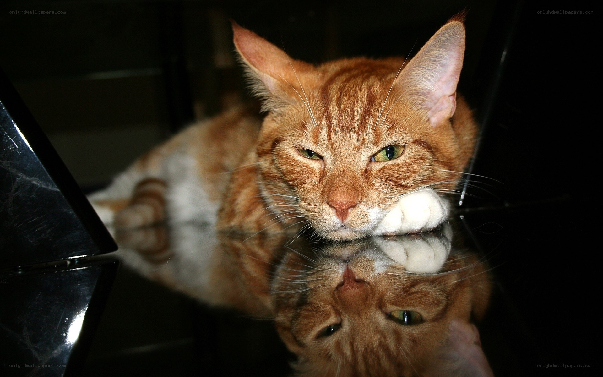orange tabby cat resting