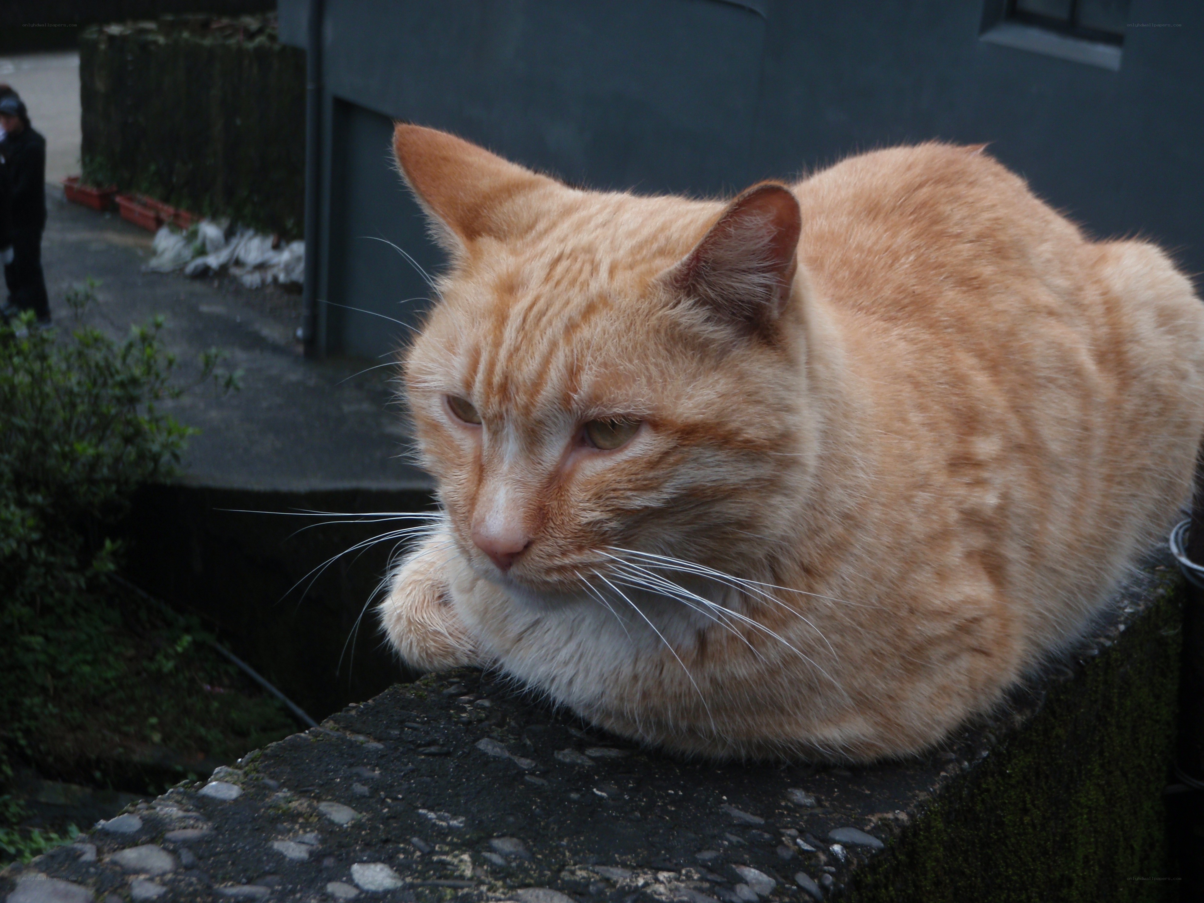orange tabby cat resting