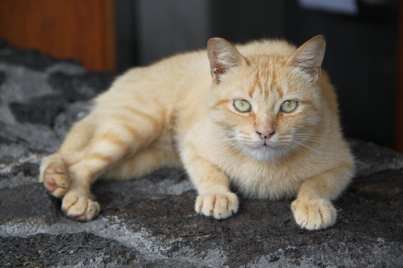 orange tabby cat resting