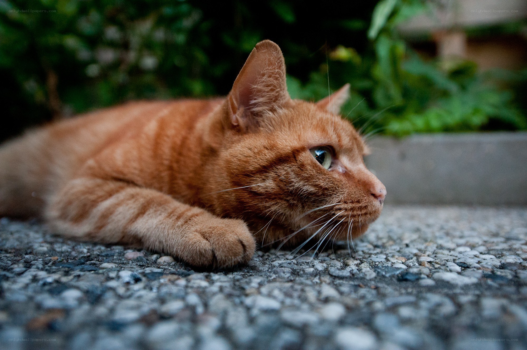 orange tabby cat resting