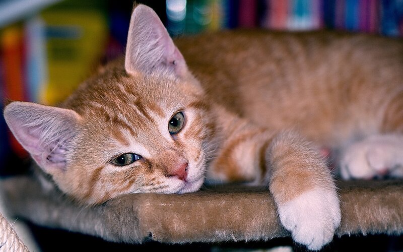 orange tabby cat resting