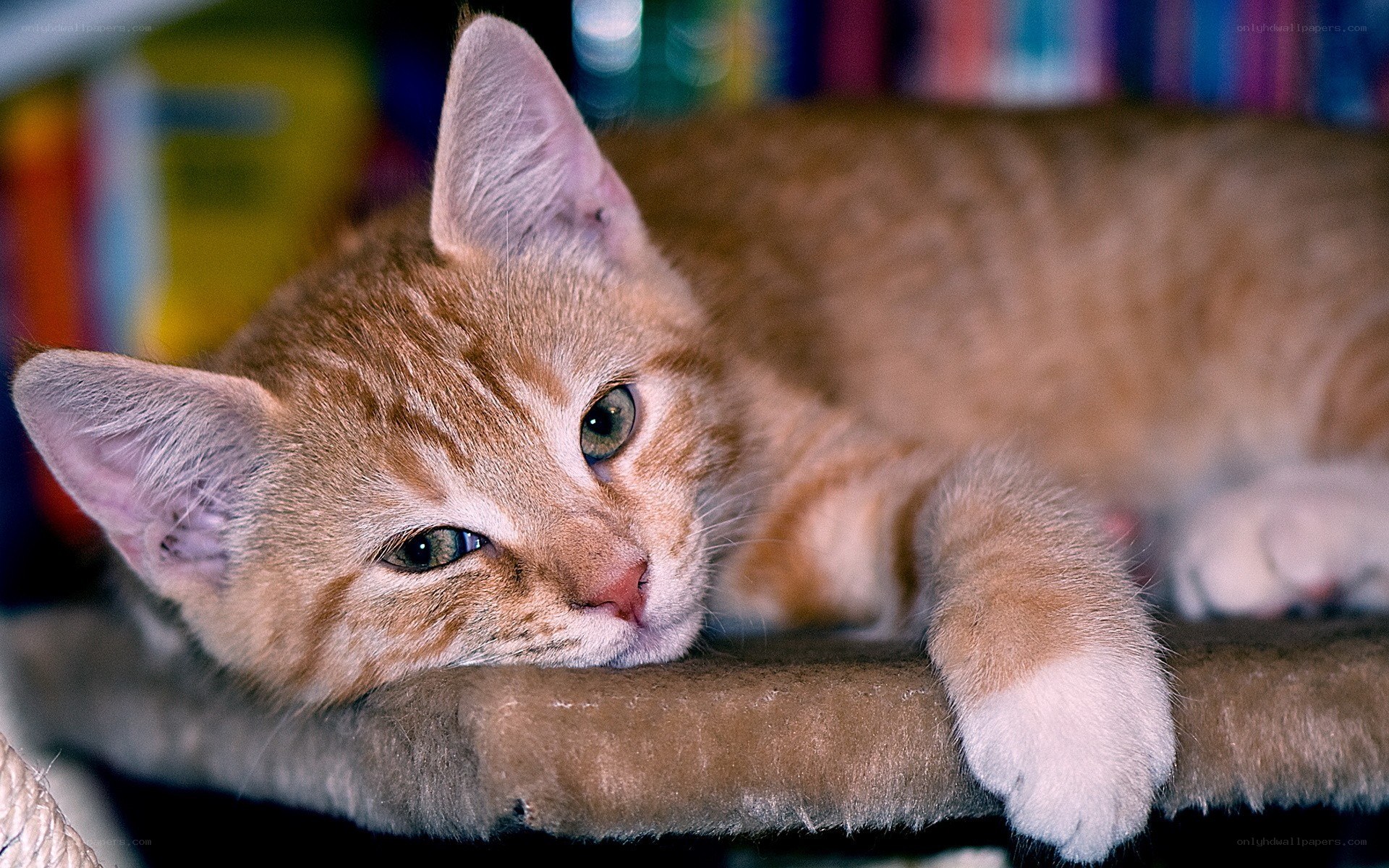 orange tabby cat resting